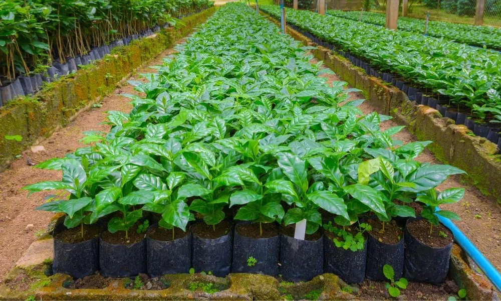 Bầu cây trồng đất giúp tiết kiệm diện tích