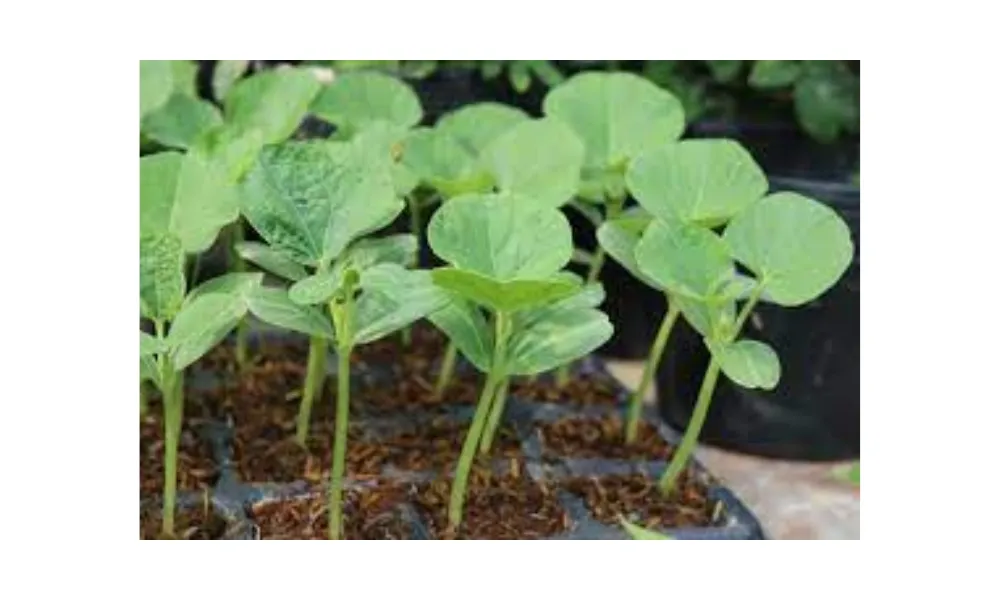 Theo dõi cây con sau khi trồng