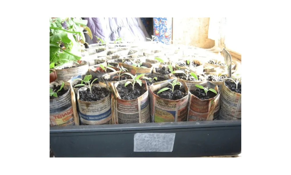 Bầu cây làm bằng giấy