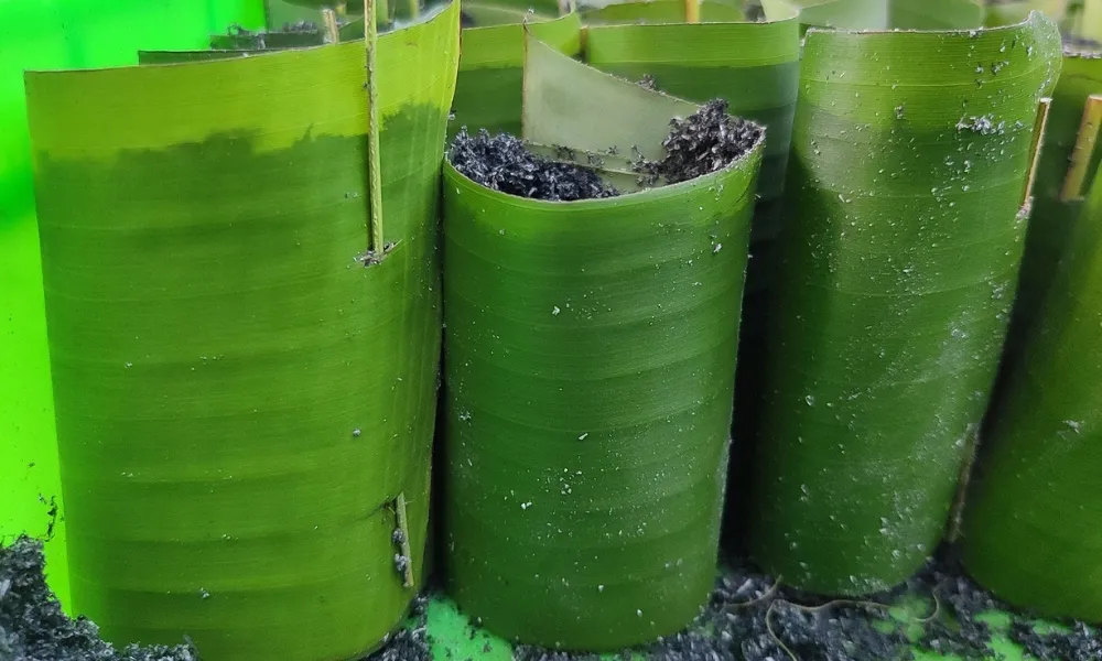 Bầu đất làm bằng lá chuối