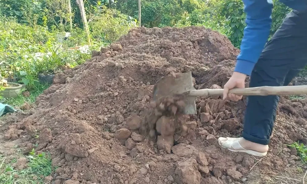 Chuẩn bị đất trồng ngoài vườn để di chuyển cây ra khỏi bầu đất