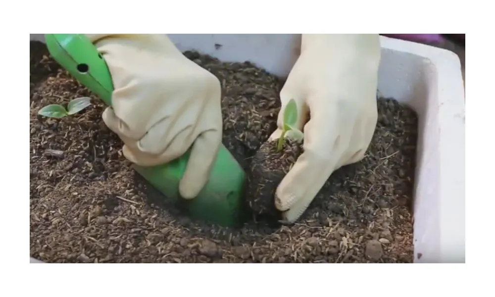 Cố định cây sau khi t tách khỏi bầu đất