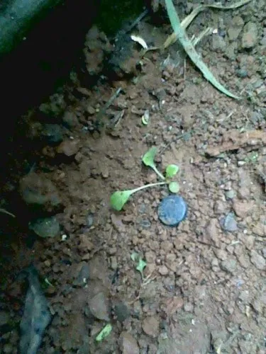 Cây bồ công anh mọc thành bụi