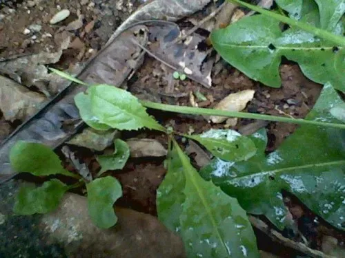 Cây bồ công anh với chồi non