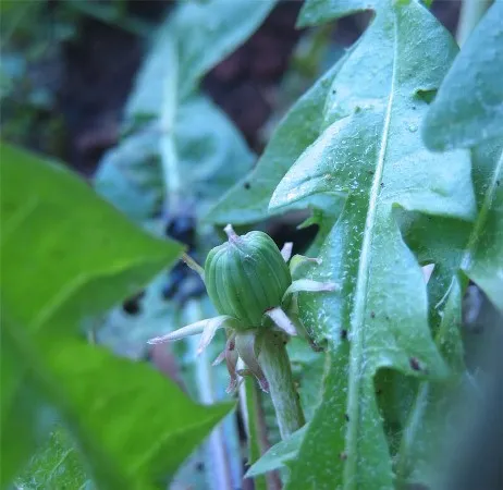 Cây con bồ công anh mới nảy mầm