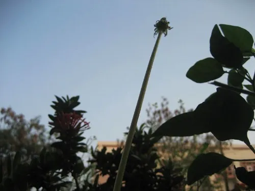 Cây bồ công anh con đã phát triển rễ