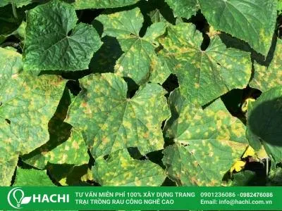 Đặc điểm của bệnh sương mai thường gặp trên cây dưa leo trong điều kiện ẩm ướt