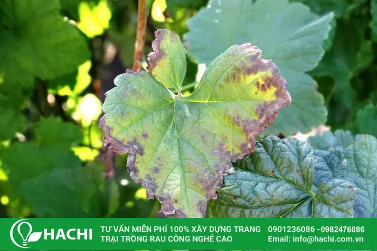 Nhận biết và phòng trừ bệnh thán thư để bảo vệ chất lượng quả dưa leo