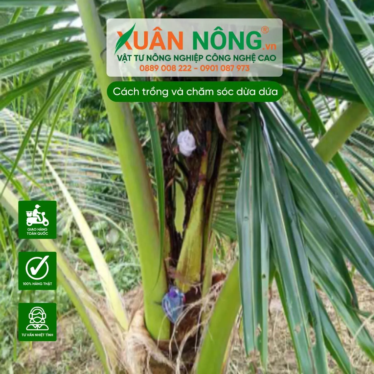 Biểu hiện và triệu chứng bệnh thối đọt nghiêm trọng trên cây dừa dứa