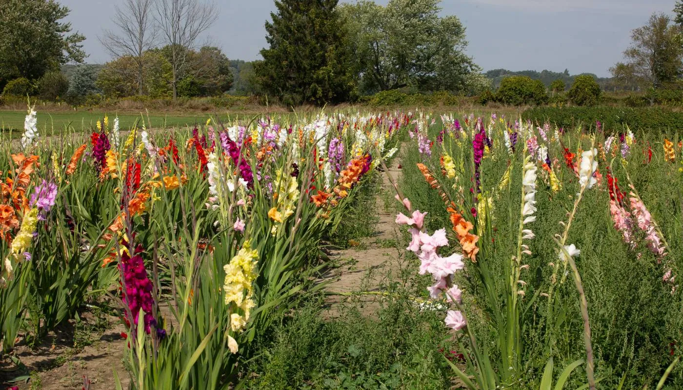 Biện pháp phòng trừ bệnh hại