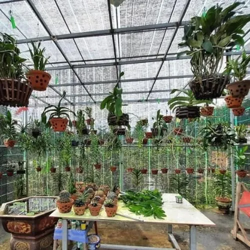 Bố Trí Vườn Lan Theo Kiểu Treo Giàn