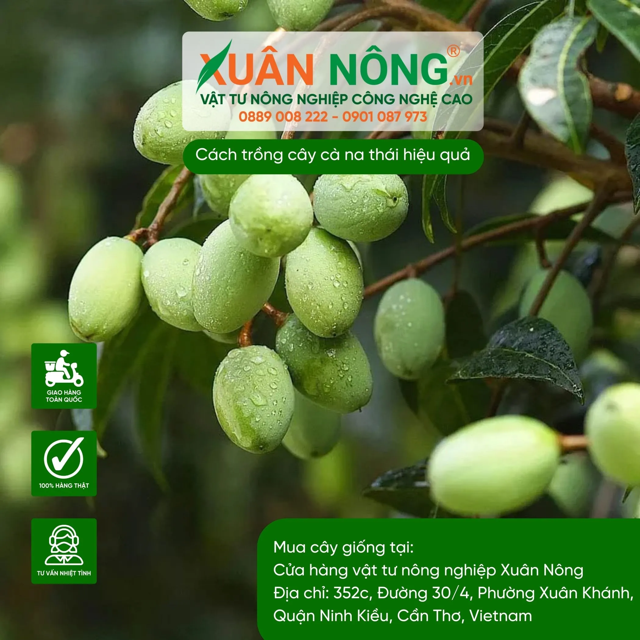 Chế độ bón phân NPK và hữu cơ cho cây cà na thái