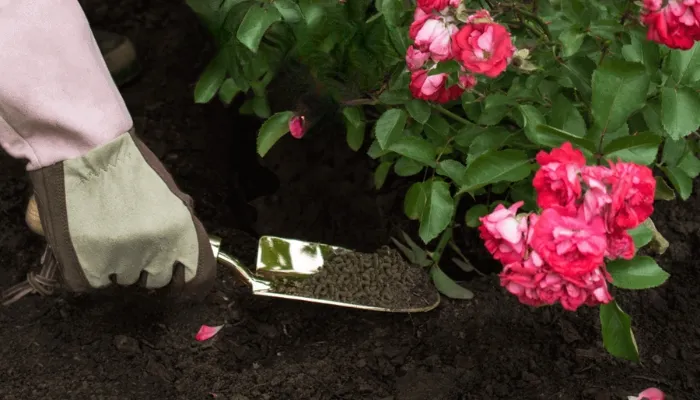 Bón phân cho cây hoa sứ theo đúng liều lượng và chu kỳ