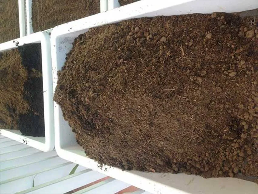 Pha trộn đất trồng giàu dinh dưỡng để chuẩn bị trồng bắp cải trong thùng xốp