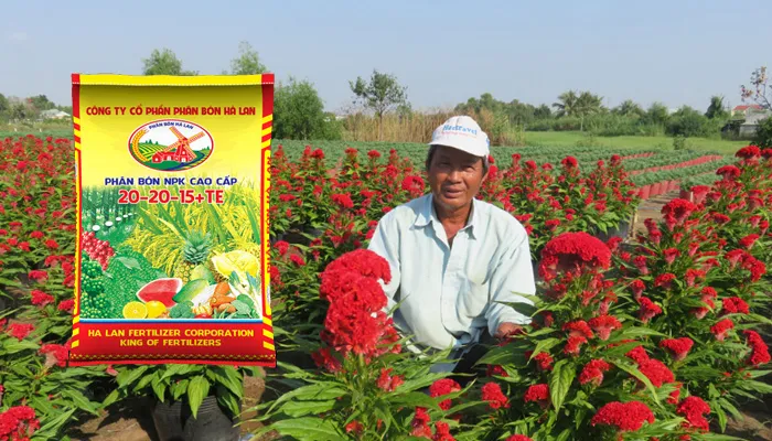 Bón phân cho hoa mào gà