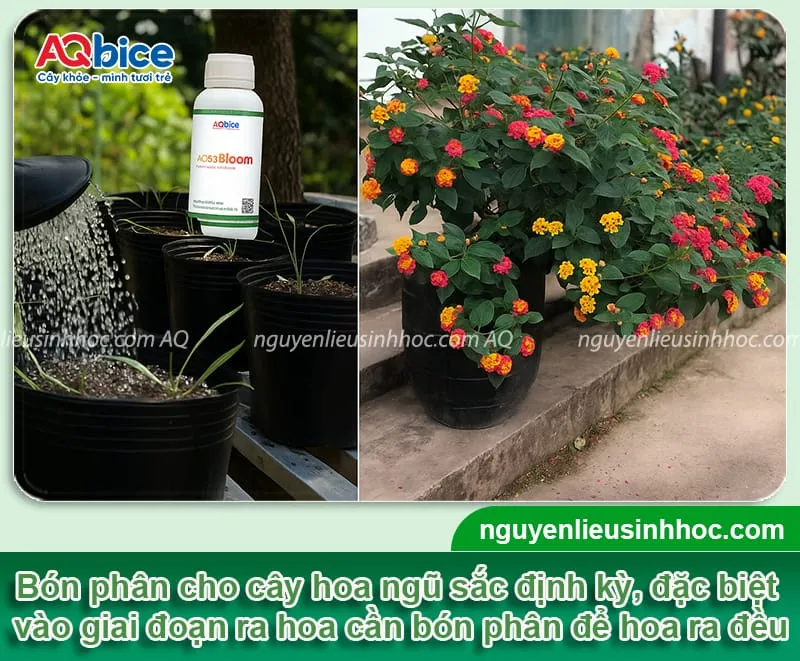 Bón phân định kỳ là chiến lược quan trọng để cây hoa ngũ sắc phát triển thuận lợi và ra hoa liên tục.