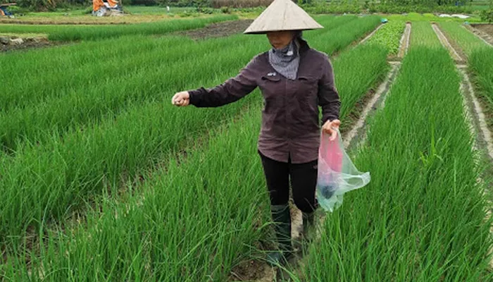 Hướng Dẫn Bón Thúc Theo Từng Giai Đoạn Cho Hành Tăm Đạt Năng Suất