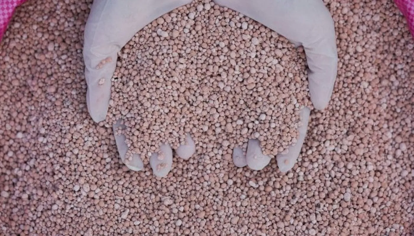 Áp dụng kỹ thuật bón phân hữu cơ và NPK cho cây đậu biếc ra hoa đẹp