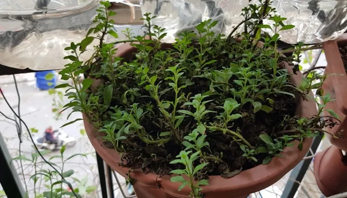 Quy trình bón phân cho cây rau húng Láng theo chu kỳ sinh trưởng