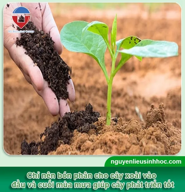 Bón phân hữu cơ cho cây xoài trồng từ hạt