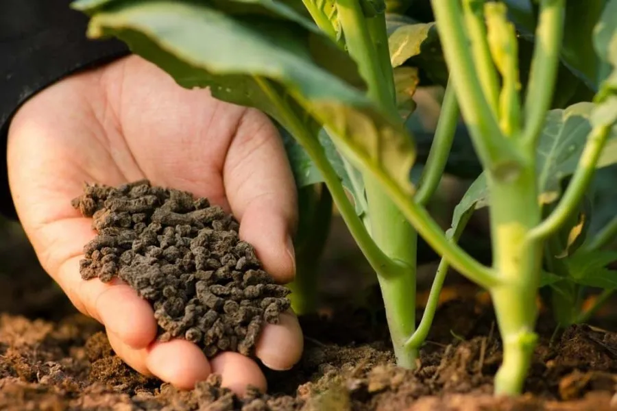 Bổ sung phân bón định kỳ trong quá trình trồng cây ăn quả