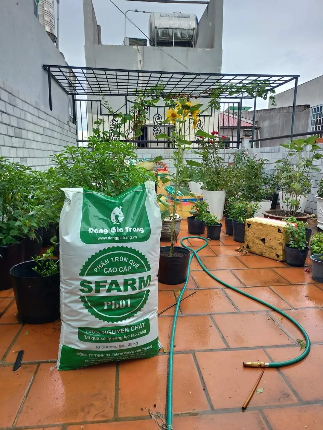 Bón phân trùn quế dạng bột cao cấp cho hoa hồng Juliet là cách tuyệt vời để tăng cường dinh dưỡng hữu cơ và vi sinh vật có lợi