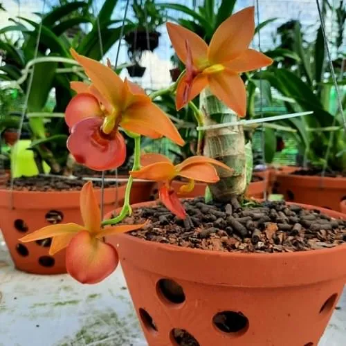 Bón Phân Trùn Quế Viên Nén Cho Hoa Lan