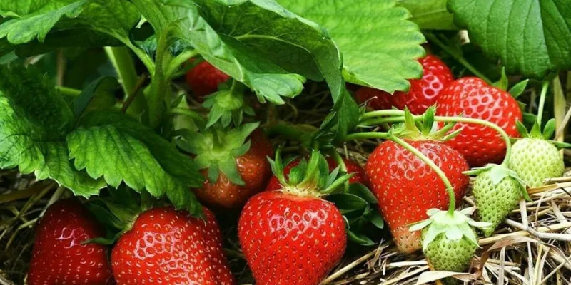 Sử dụng phân bón chuyên biệt giúp cây dâu tây ra quả ngọt và to