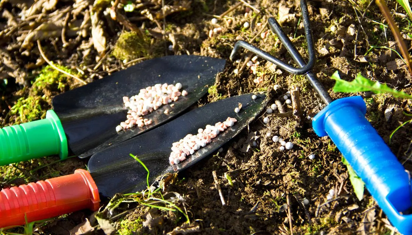 Giai đoạn bón phục hồi cho cây