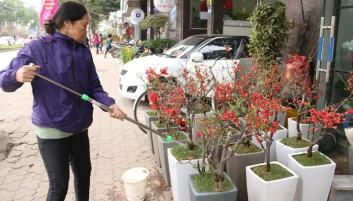 Bón thúc cho mai đỏ