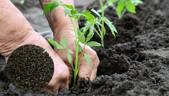 Bón thúc phân dơi cho cây trồng bằng cách tưới dung dịch đã pha loãng