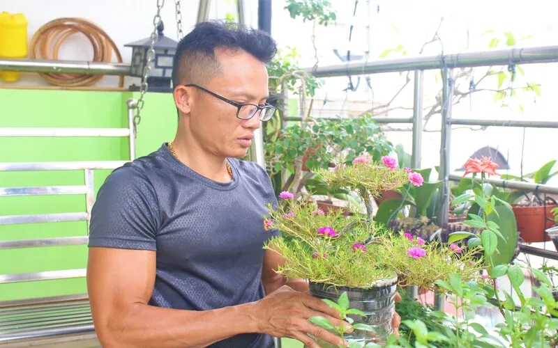 Dần bonsai hoa mười giờ trở thành thú vui của nhiều người mê cây cảnh