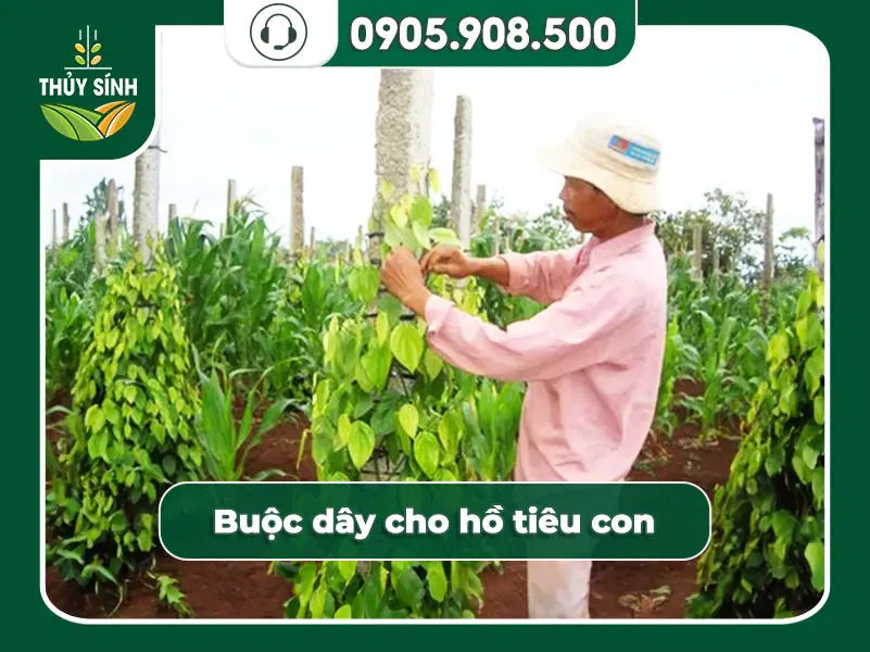 Buộc dây để tiêu bám vào trụ