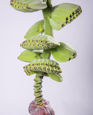 Khoảng Cách Trồng Chuối: Tối Ưu Mật Độ Cho Chuối Bàn Tay Phật