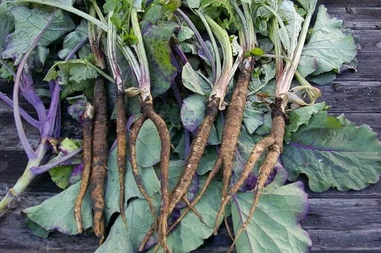 Củ Ngưu Bàng Thu Hoạch