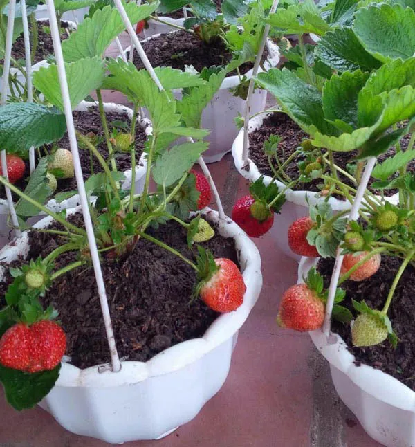 Các cây dâu tây nhỏ được trồng trong chậu, minh họa kỹ thuật trồng dâu tây trong chậu