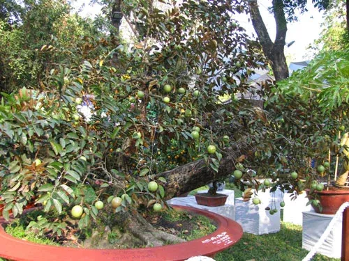 Cây vú sữa trồng chậu cho quả sai trĩu cần phải áp dụng kỹ thuật tỉa cành và chăm sóc chuyên sâu