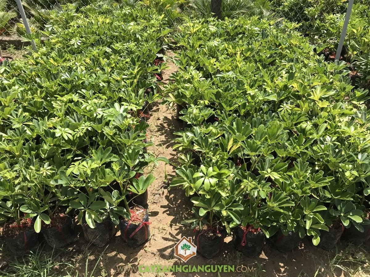 Chăm sóc bầu cây ngũ gia bì con sau khi giâm cành để cây nhanh ra rễ và phát triển