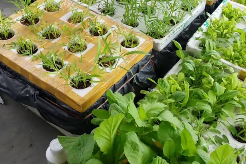 Cách Trồng Rau Thủy Canh Bằng Thùng Xốp: Kỹ Thuật Chăm Sóc Chanh Dây Hiệu Quả