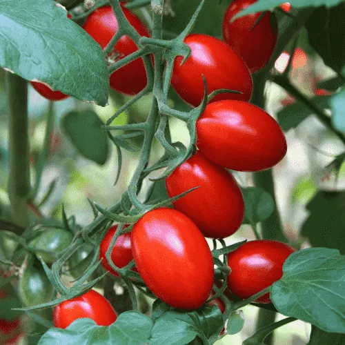 Cà chua bi chín đỏ mọng trên cành, minh họa cho cách trồng và chăm sóc cà chua bi đạt năng suất