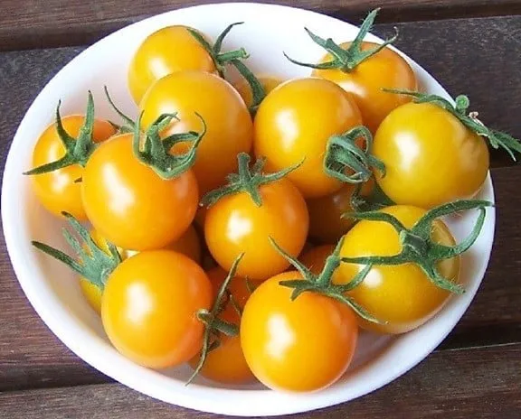 Cà chua cherry vàng chín mọng trên cành