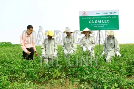 Người nông dân đang thu hoạch Cà gai leo tại vùng trồng dược liệu sạch