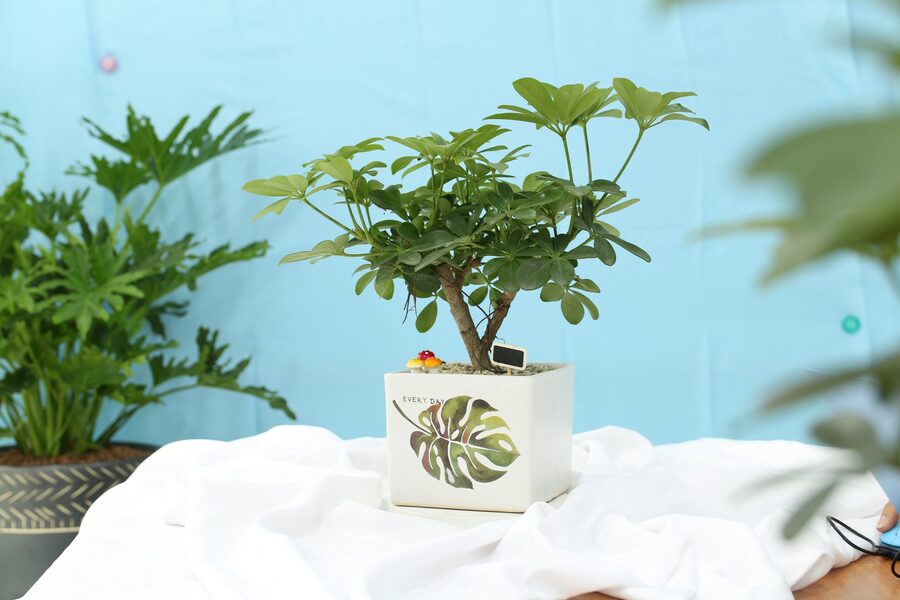 Cách Chăm Sóc Cây Ngũ Gia Bì Trồng Trong Nhà Đơn Giản Và Hiệu Quả