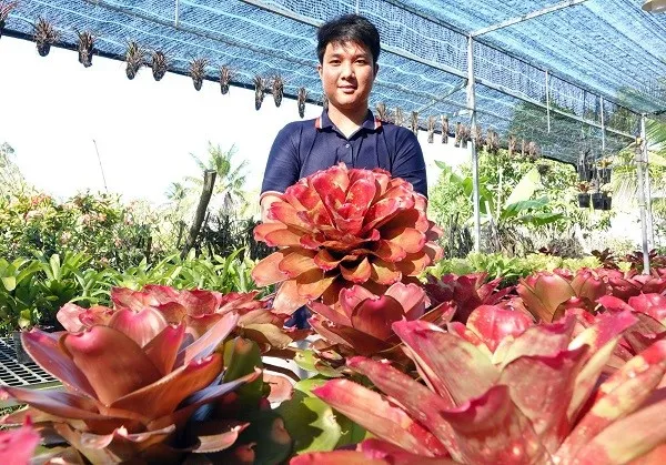 Các bước chi tiết để trồng cây Dứa Màu Nam Mỹ trong chậu