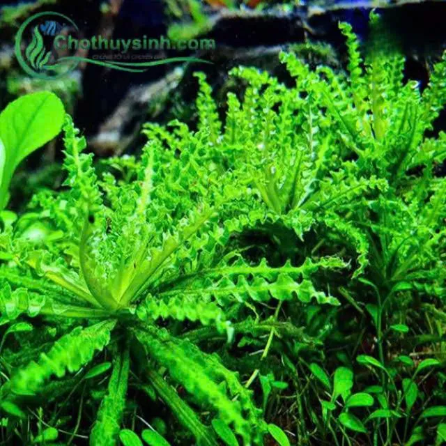 Các bước trồng cây sao nhỏ để đạt sự phát triển tối ưu