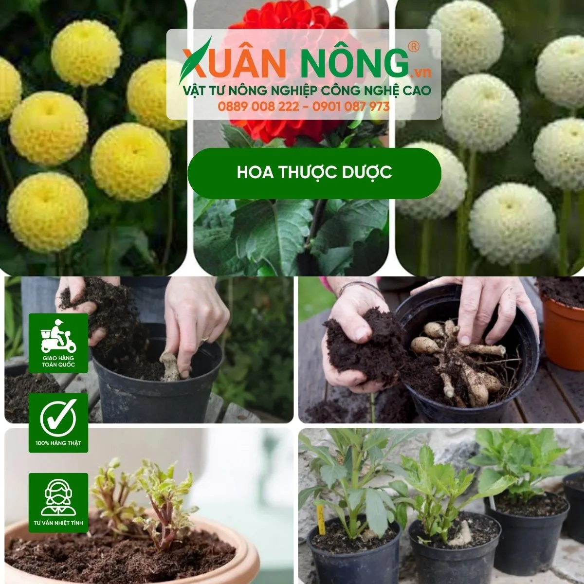 Các bước chi tiết trong kỹ thuật trồng hoa thược dược bằng củ