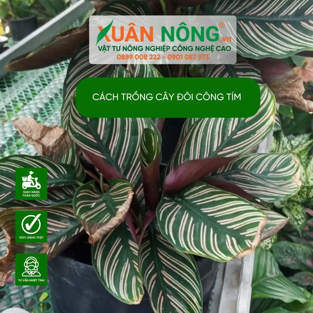 Mô tả chi tiết đặc điểm thực vật của cây đuôi công tím