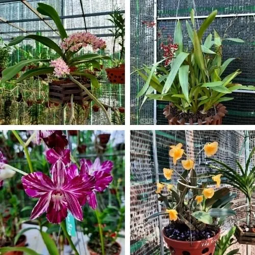 Tuyển Chọn Các Giống Hoa Lan Phổ Biến