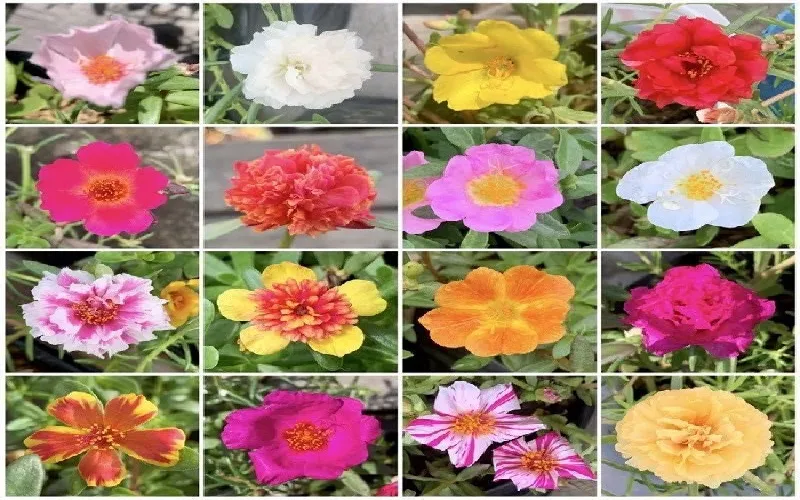 Các giống hoa mười giờ phổ biến tại Việt Nam