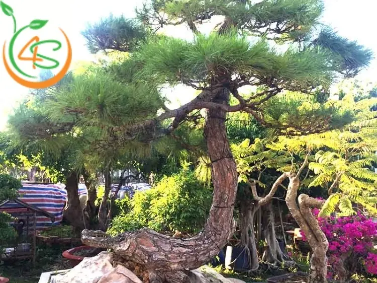 Hướng Dẫn Chi Tiết Cách Trồng Cây Dây Nhện Trong Nước Với Tỉ Lệ Sống Tuyệt Đối